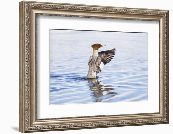 USA, Wyoming, Common Merganser Female Stretching Wings on Pond-Elizabeth Boehm-Framed Photographic Print