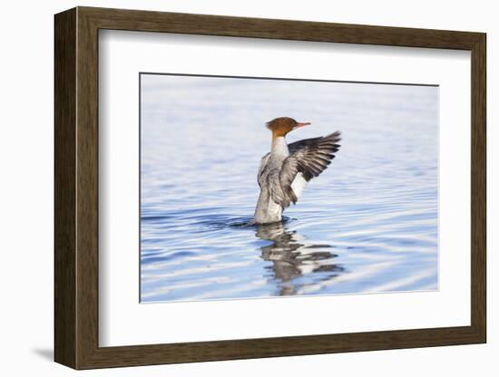 USA, Wyoming, Common Merganser Female Stretching Wings on Pond-Elizabeth Boehm-Framed Photographic Print