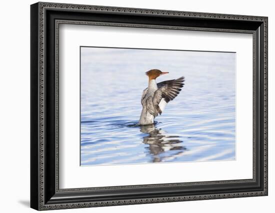 USA, Wyoming, Common Merganser Female Stretching Wings on Pond-Elizabeth Boehm-Framed Photographic Print