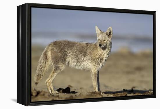 USA, Wyoming, Coyote Standing on Beach-Elizabeth Boehm-Framed Premier Image Canvas