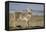 USA, Wyoming, Coyote Standing on Beach-Elizabeth Boehm-Framed Premier Image Canvas