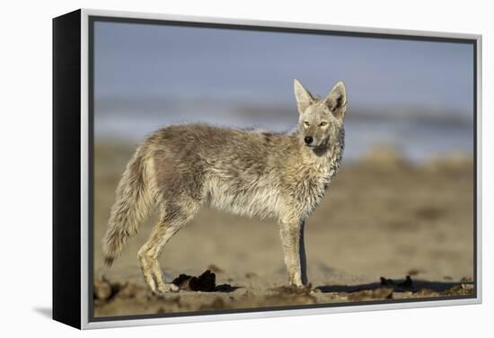 USA, Wyoming, Coyote Standing on Beach-Elizabeth Boehm-Framed Premier Image Canvas