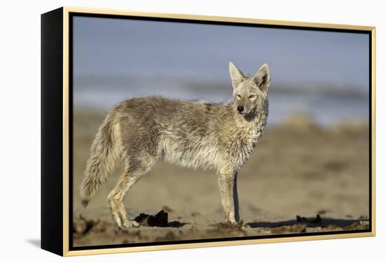 USA, Wyoming, Coyote Standing on Beach-Elizabeth Boehm-Framed Premier Image Canvas