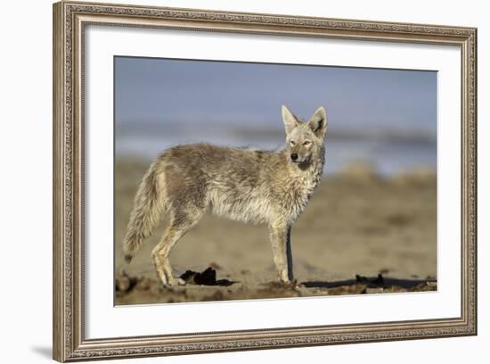 USA, Wyoming, Coyote Standing on Beach-Elizabeth Boehm-Framed Photographic Print