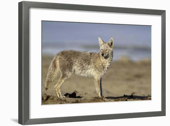 USA, Wyoming, Coyote Standing on Beach-Elizabeth Boehm-Framed Photographic Print