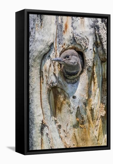 USA, Wyoming, Female Northern Flicker Chick-Elizabeth Boehm-Framed Premier Image Canvas