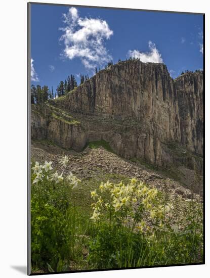USA, Wyoming. Field of Columbine wildflowers, and mountain, Jedediah Smith Wilderness-Howie Garber-Mounted Photographic Print