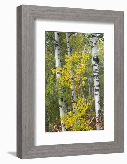 USA, Wyoming. Fog descending on autumn Aspen near Jackson Hole.-Judith Zimmerman-Framed Photographic Print