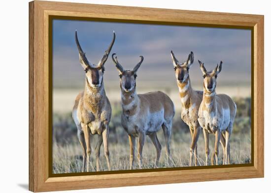 USA, Wyoming, Four Pronghorn Antelope Bucks in Spring-Elizabeth Boehm-Framed Premier Image Canvas