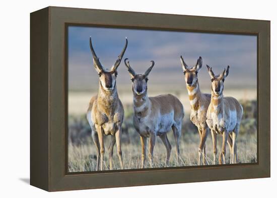 USA, Wyoming, Four Pronghorn Antelope Bucks in Spring-Elizabeth Boehm-Framed Premier Image Canvas