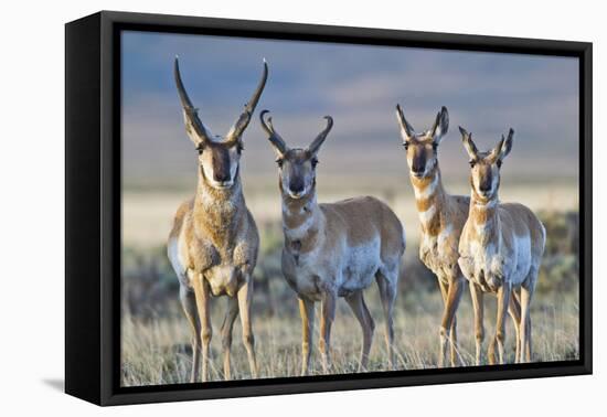 USA, Wyoming, Four Pronghorn Antelope Bucks in Spring-Elizabeth Boehm-Framed Premier Image Canvas