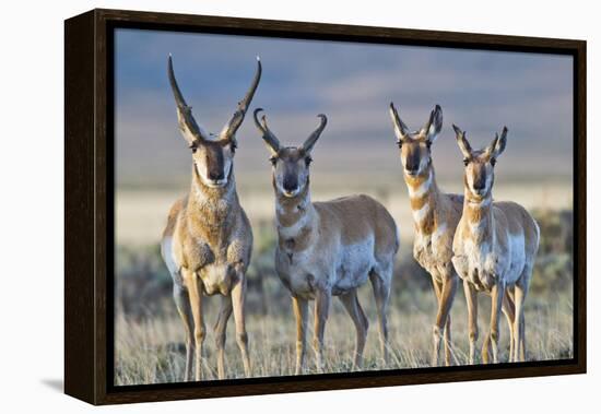 USA, Wyoming, Four Pronghorn Antelope Bucks in Spring-Elizabeth Boehm-Framed Premier Image Canvas