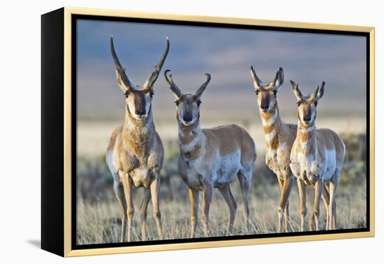 USA, Wyoming, Four Pronghorn Antelope Bucks in Spring-Elizabeth Boehm-Framed Premier Image Canvas