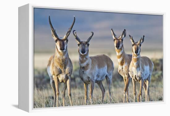 USA, Wyoming, Four Pronghorn Antelope Bucks in Spring-Elizabeth Boehm-Framed Premier Image Canvas