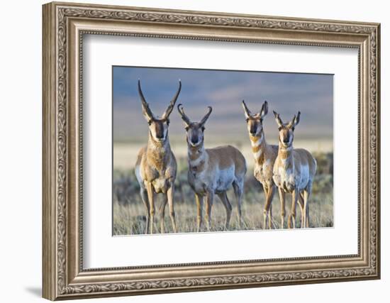 USA, Wyoming, Four Pronghorn Antelope Bucks in Spring-Elizabeth Boehm-Framed Photographic Print