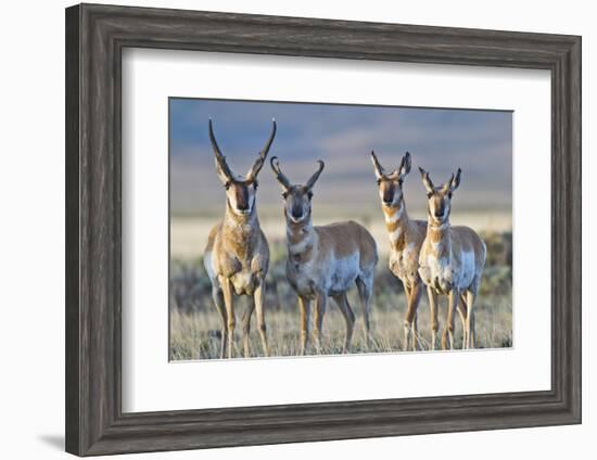 USA, Wyoming, Four Pronghorn Antelope Bucks in Spring-Elizabeth Boehm-Framed Photographic Print