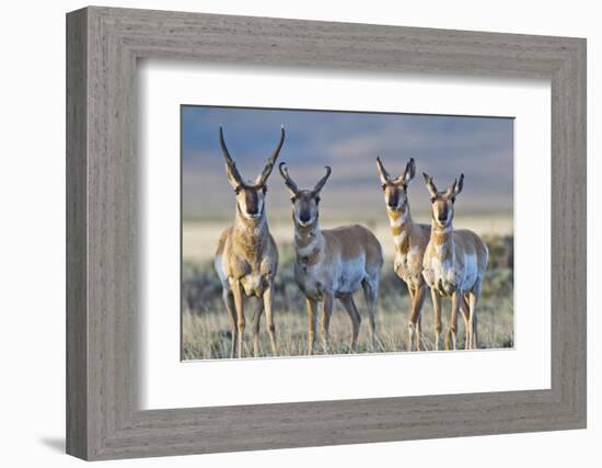 USA, Wyoming, Four Pronghorn Antelope Bucks in Spring-Elizabeth Boehm-Framed Photographic Print