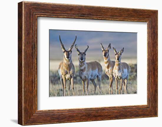 USA, Wyoming, Four Pronghorn Antelope Bucks in Spring-Elizabeth Boehm-Framed Photographic Print