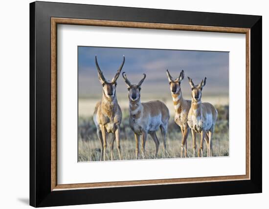 USA, Wyoming, Four Pronghorn Antelope Bucks in Spring-Elizabeth Boehm-Framed Photographic Print