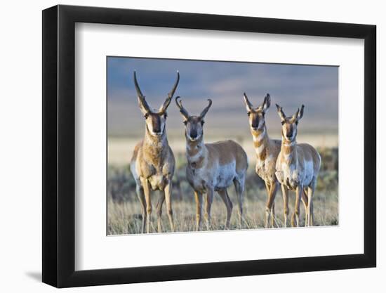 USA, Wyoming, Four Pronghorn Antelope Bucks in Spring-Elizabeth Boehm-Framed Photographic Print