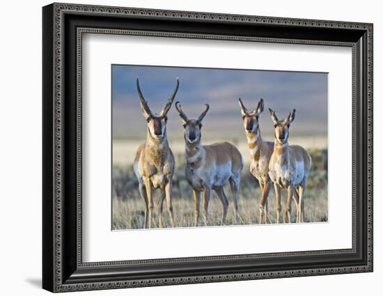 USA, Wyoming, Four Pronghorn Antelope Bucks in Spring-Elizabeth Boehm-Framed Photographic Print