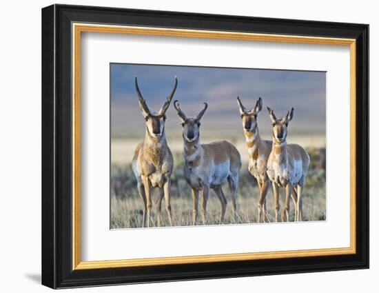 USA, Wyoming, Four Pronghorn Antelope Bucks in Spring-Elizabeth Boehm-Framed Photographic Print