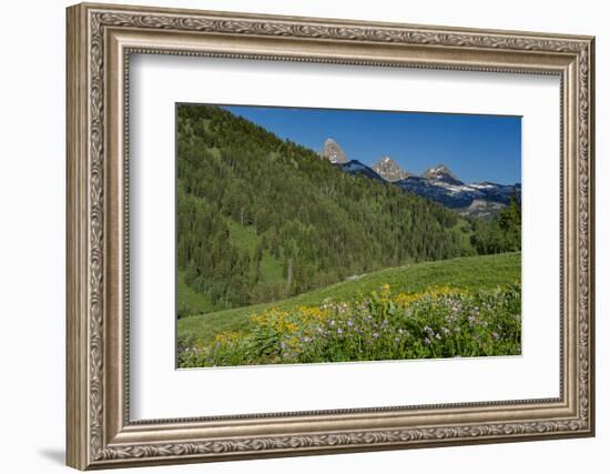 USA, Wyoming. Geranium and arrowleaf balsamroot wildflowers in meadow west side of Teton Mountains-Howie Garber-Framed Photographic Print