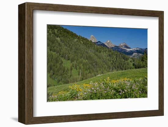 USA, Wyoming. Geranium and arrowleaf balsamroot wildflowers in meadow west side of Teton Mountains-Howie Garber-Framed Photographic Print