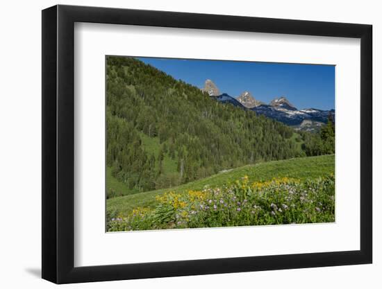 USA, Wyoming. Geranium and arrowleaf balsamroot wildflowers in meadow west side of Teton Mountains-Howie Garber-Framed Photographic Print