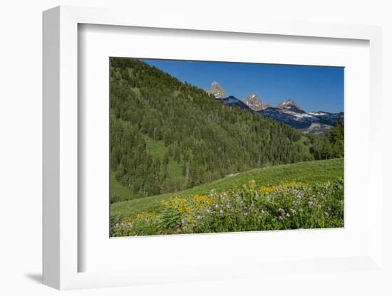 USA, Wyoming. Geranium and arrowleaf balsamroot wildflowers in meadow west side of Teton Mountains-Howie Garber-Framed Photographic Print