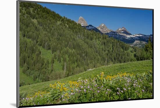 USA, Wyoming. Geranium and arrowleaf balsamroot wildflowers in meadow west side of Teton Mountains-Howie Garber-Mounted Photographic Print