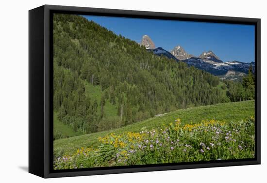 USA, Wyoming. Geranium and arrowleaf balsamroot wildflowers in meadow west side of Teton Mountains-Howie Garber-Framed Premier Image Canvas