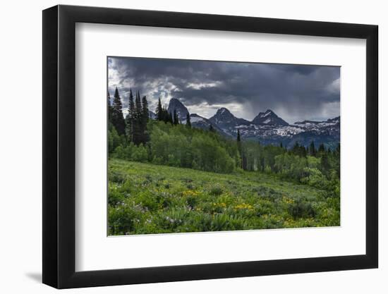 USA, Wyoming. Geranium and arrowleaf balsamroot wildflowers in meadow, west side of Teton Mountains-Howie Garber-Framed Photographic Print