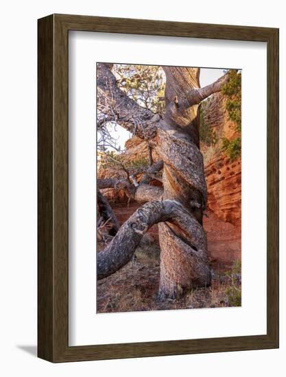 USA, Wyoming. Gnarled and twisted pine tree.-Tom Haseltine-Framed Photographic Print