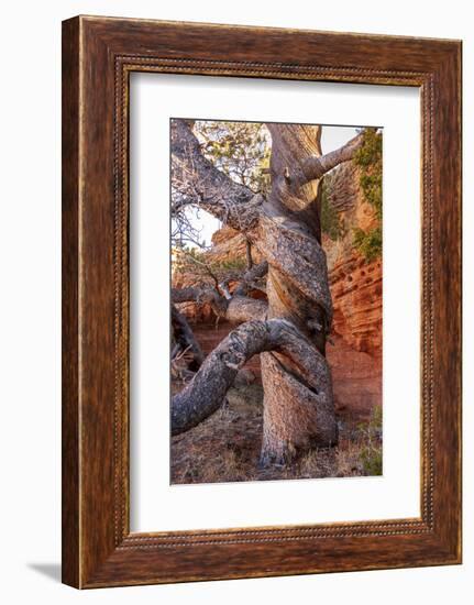 USA, Wyoming. Gnarled and twisted pine tree.-Tom Haseltine-Framed Photographic Print