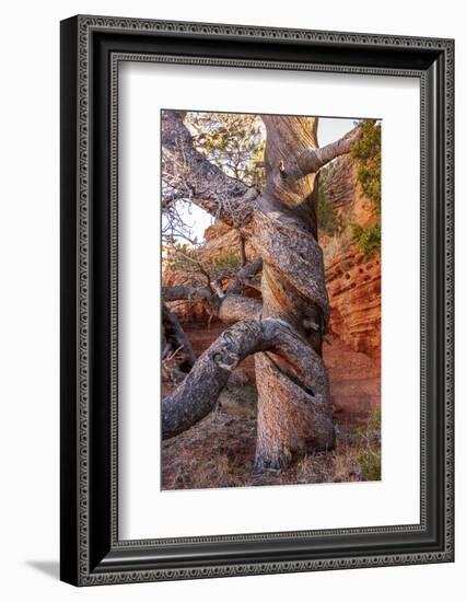 USA, Wyoming. Gnarled and twisted pine tree.-Tom Haseltine-Framed Photographic Print