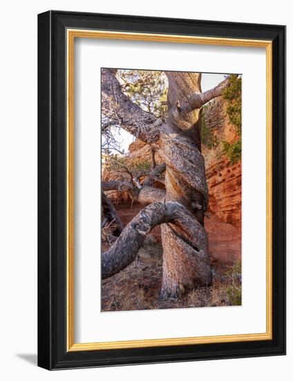 USA, Wyoming. Gnarled and twisted pine tree.-Tom Haseltine-Framed Photographic Print