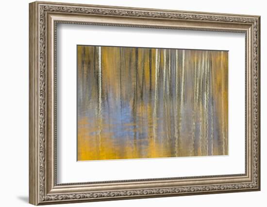 USA, Wyoming, Grand Teton National Park, Autumn aspen trees are reflected in the Snake River.-Elizabeth Boehm-Framed Photographic Print