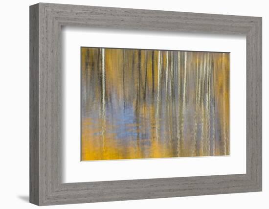 USA, Wyoming, Grand Teton National Park, Autumn aspen trees are reflected in the Snake River.-Elizabeth Boehm-Framed Photographic Print