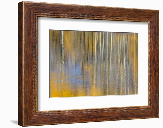 USA, Wyoming, Grand Teton National Park, Autumn aspen trees are reflected in the Snake River.-Elizabeth Boehm-Framed Photographic Print