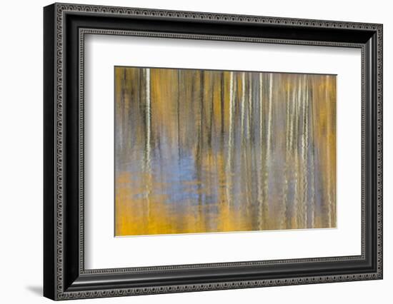 USA, Wyoming, Grand Teton National Park, Autumn aspen trees are reflected in the Snake River.-Elizabeth Boehm-Framed Photographic Print