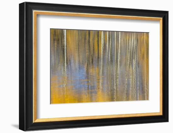 USA, Wyoming, Grand Teton National Park, Autumn aspen trees are reflected in the Snake River.-Elizabeth Boehm-Framed Photographic Print