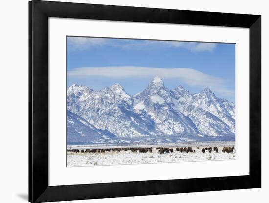 USA, Wyoming, Grand Teton National Park, Bison herd grazing in winter-Elizabeth Boehm-Framed Premium Photographic Print