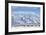 USA, Wyoming, Grand Teton National Park, Bison herd grazing in winter-Elizabeth Boehm-Framed Premium Photographic Print