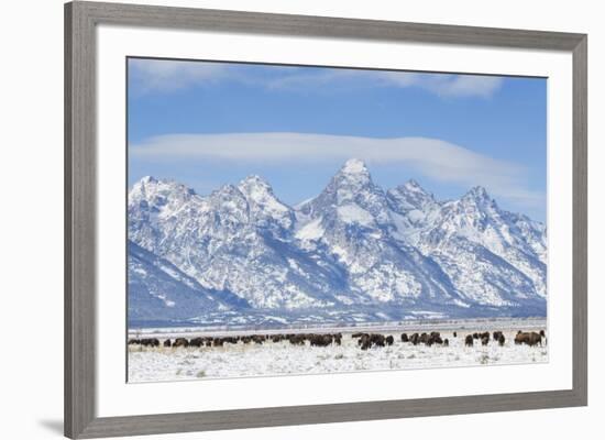 USA, Wyoming, Grand Teton National Park, Bison herd grazing in winter-Elizabeth Boehm-Framed Premium Photographic Print