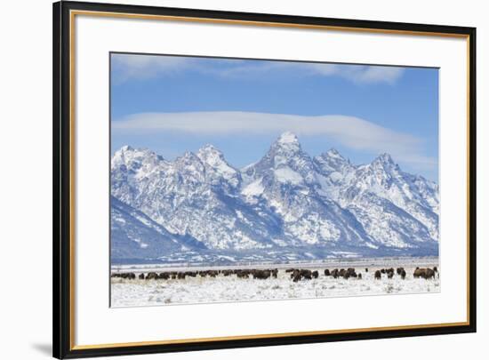 USA, Wyoming, Grand Teton National Park, Bison herd grazing in winter-Elizabeth Boehm-Framed Premium Photographic Print
