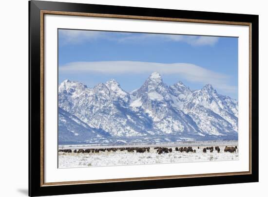 USA, Wyoming, Grand Teton National Park, Bison herd grazing in winter-Elizabeth Boehm-Framed Premium Photographic Print