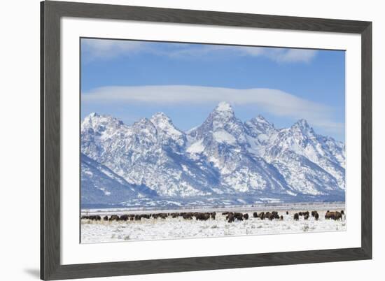 USA, Wyoming, Grand Teton National Park, Bison herd grazing in winter-Elizabeth Boehm-Framed Premium Photographic Print