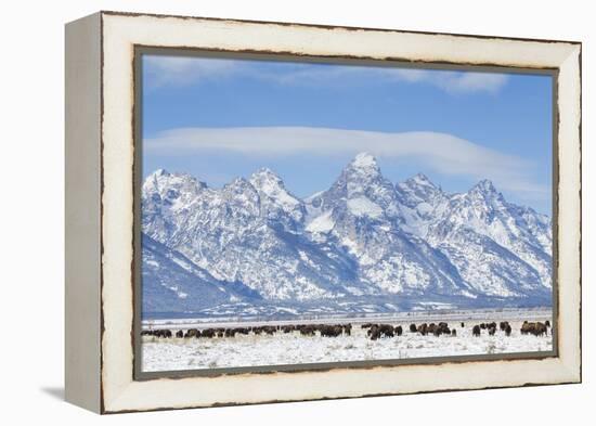 USA, Wyoming, Grand Teton National Park, Bison herd grazing in winter-Elizabeth Boehm-Framed Premier Image Canvas