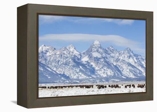 USA, Wyoming, Grand Teton National Park, Bison herd grazing in winter-Elizabeth Boehm-Framed Premier Image Canvas